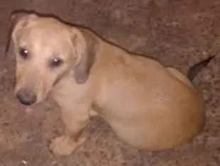 Cachorro ra a sem raça definida idade 2 a 6 meses nome dogs