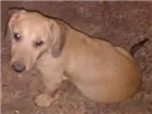 Cachorro raça sem raça definida idade 2 a 6 meses nome dogs