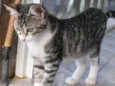 Otto