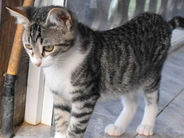 Gato ra a srd idade 2 a 6 meses nome Otto