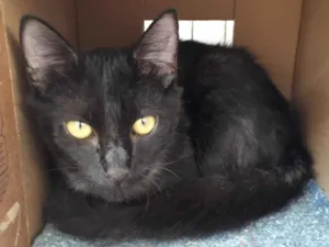 Gato raça Srd idade 2 a 6 meses nome Pretinho Básico