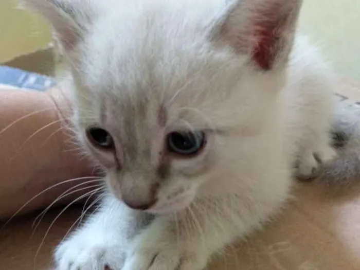 Gato ra a  idade Abaixo de 2 meses nome Polar 