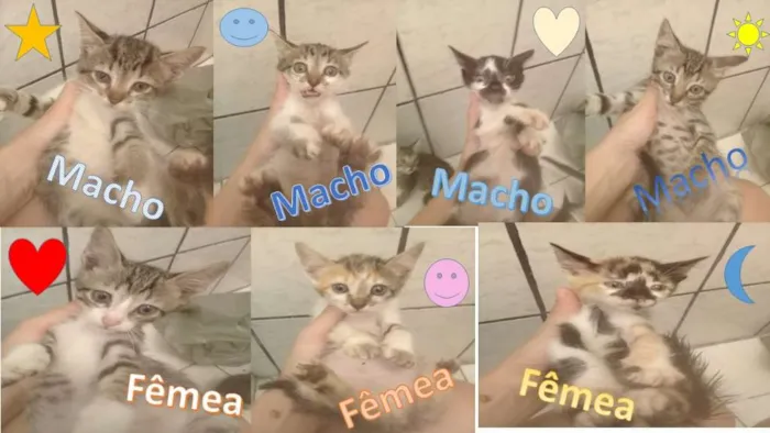 Gato ra a indefinida idade Abaixo de 2 meses nome mima