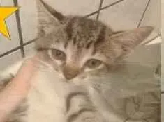 Gato raça indefinida idade Abaixo de 2 meses nome mima