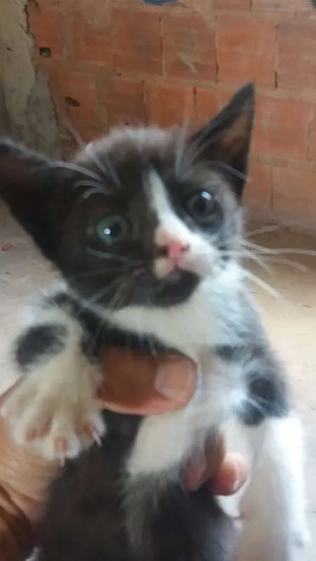 Gato ra a  idade 2 a 6 meses nome SEM NOME