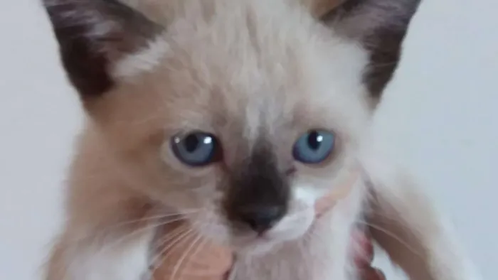 Gato ra a  idade 2 a 6 meses nome SEM NOME
