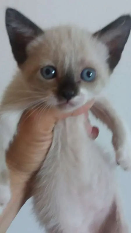 Gato ra a  idade 2 a 6 meses nome SEM NOME
