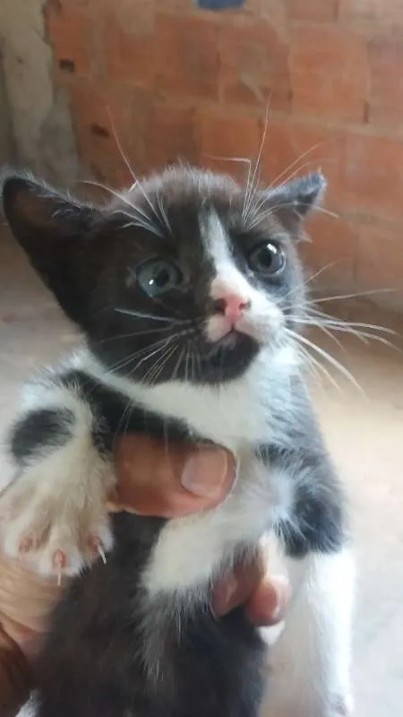 Gato ra a  idade 2 a 6 meses nome SEM NOME
