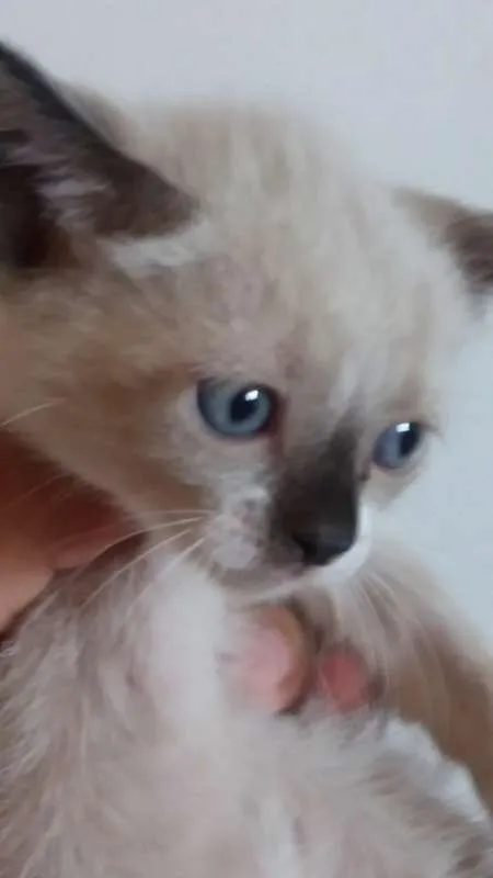 Gato ra a  idade 2 a 6 meses nome SEM NOME