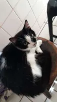 Pietra