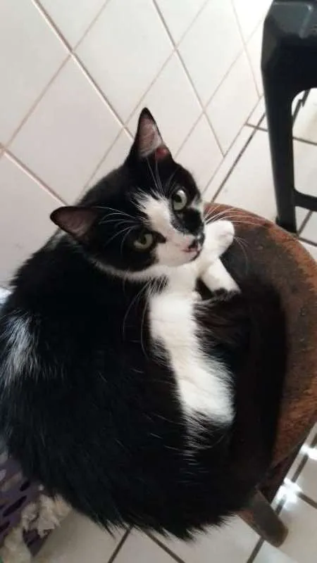 Gato ra a  idade 6 ou mais anos nome Pietra