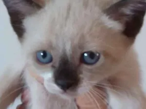 Gato raça  idade 2 a 6 meses nome SEM NOME