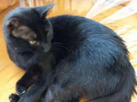 Gato ra a  idade 4 anos nome Morcego