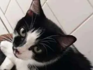 Gato raça  idade 6 ou mais anos nome Pietra