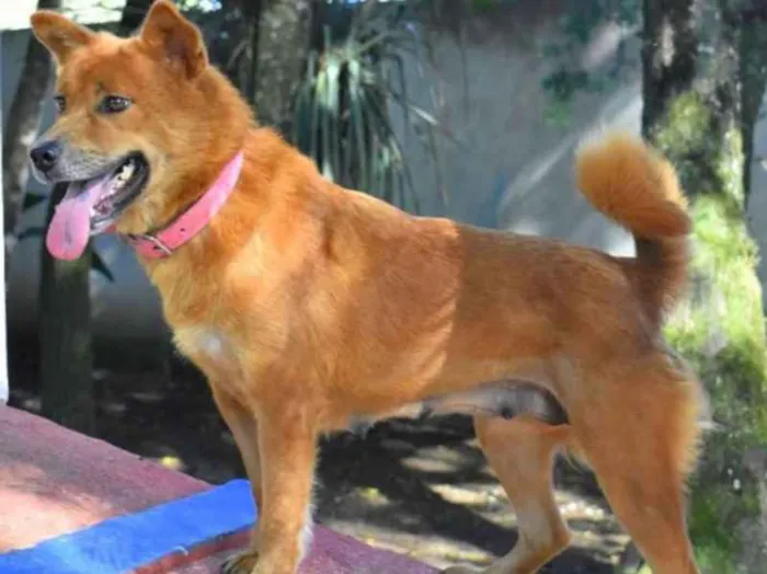 Cachorro ra a srd idade 2 anos nome Jade