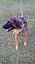 Tico e teco