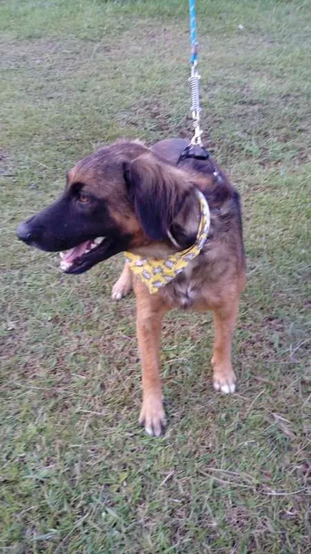 Cachorro ra a SRD idade 7 a 11 meses nome Tico e teco