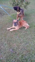 Tico e teco