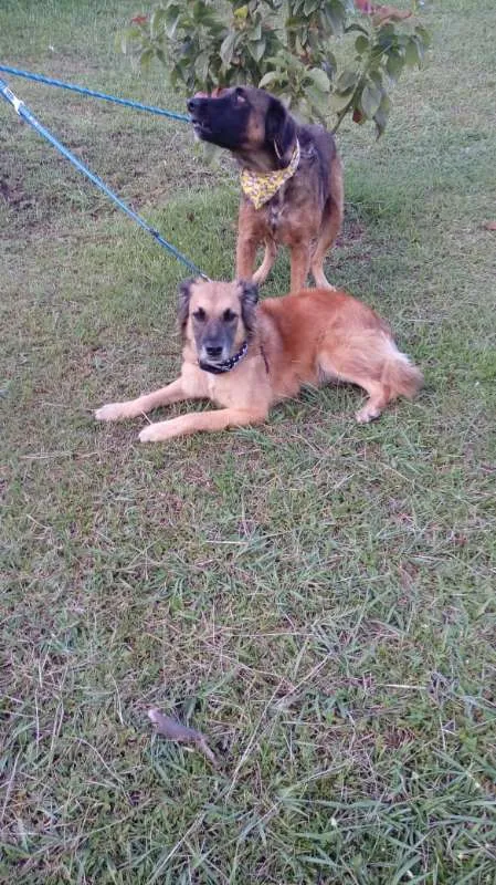Cachorro ra a SRD idade 7 a 11 meses nome Tico e teco
