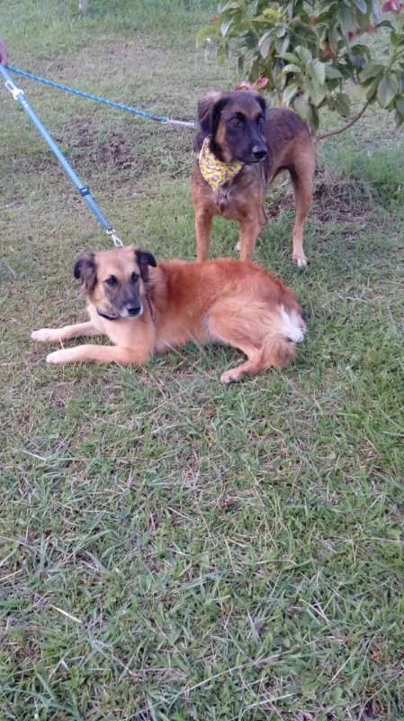 Cachorro ra a SRD idade 7 a 11 meses nome Tico e teco