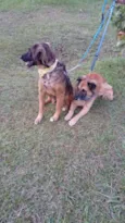 Tico e teco