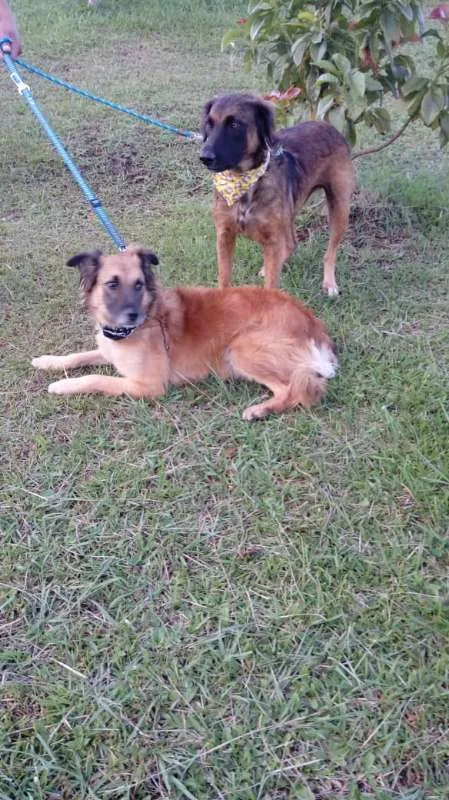 Cachorro ra a SRD idade 7 a 11 meses nome Tico e teco