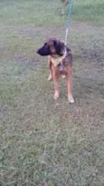 Tico e teco