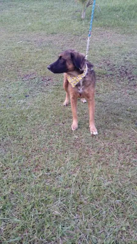 Cachorro ra a SRD idade 7 a 11 meses nome Tico e teco