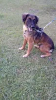 Tico e teco