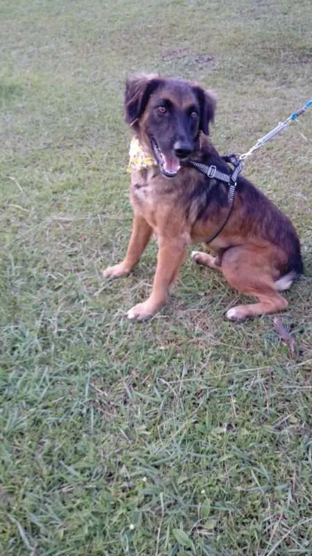 Cachorro ra a SRD idade 7 a 11 meses nome Tico e teco