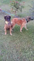 Tico e teco