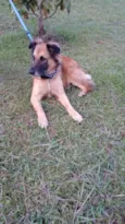 Tico e teco