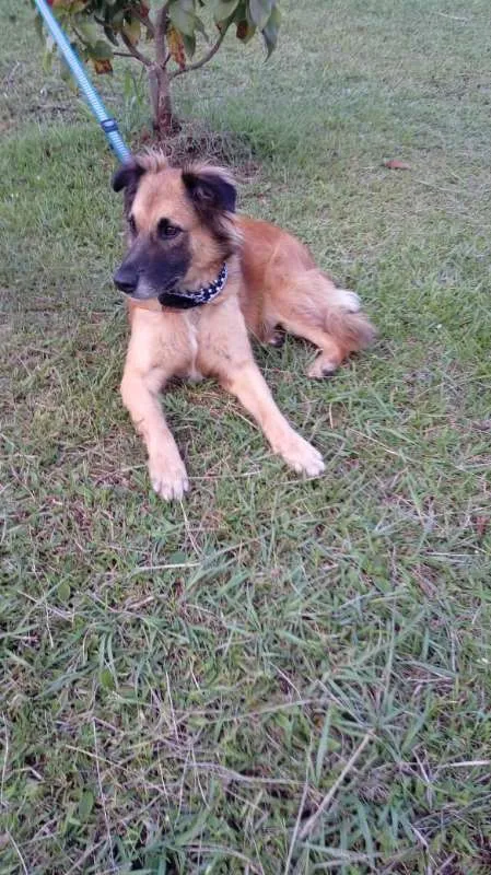 Cachorro ra a SRD idade 7 a 11 meses nome Tico e teco