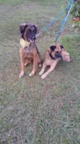 Tico e teco
