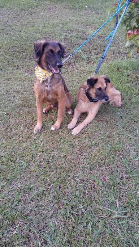 Cachorro ra a SRD idade 7 a 11 meses nome Tico e teco