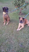 Tico e teco