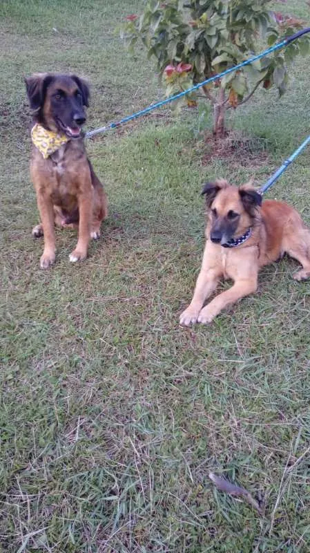 Cachorro ra a SRD idade 7 a 11 meses nome Tico e teco