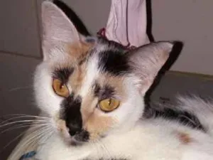 Gato raça  idade 2 anos nome Fofinha