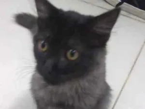 Gato raça não sei idade 2 a 6 meses nome sem nome