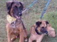Tico e teco