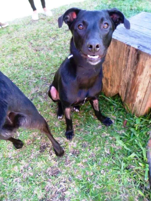 Cachorro ra a SRD idade 7 a 11 meses nome Dora