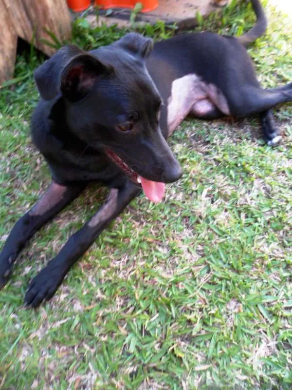 Cachorro ra a SRD idade 7 a 11 meses nome Dora