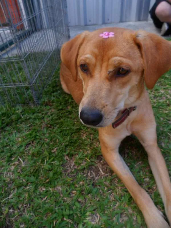 Cachorro ra a SRD idade 1 ano nome Susy