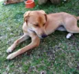 Susy