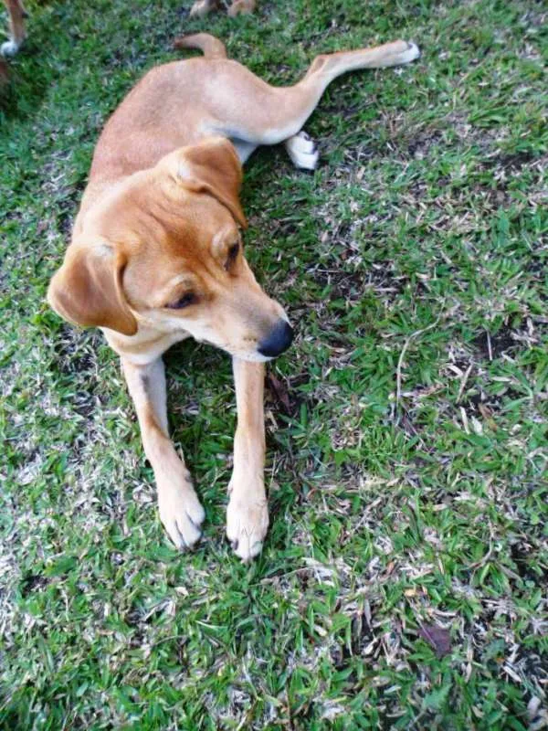 Cachorro ra a SRD idade 1 ano nome Susy