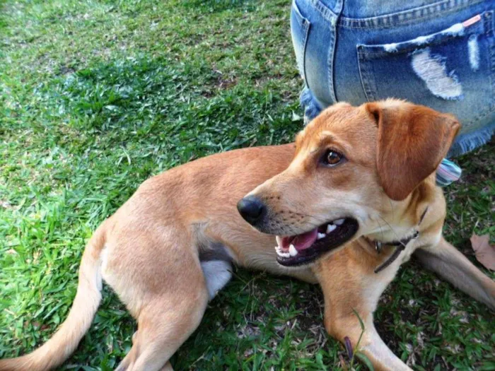 Cachorro ra a SRD idade 1 ano nome Susy