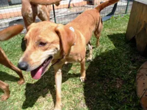 Cachorro raça SRD idade 1 ano nome Susy