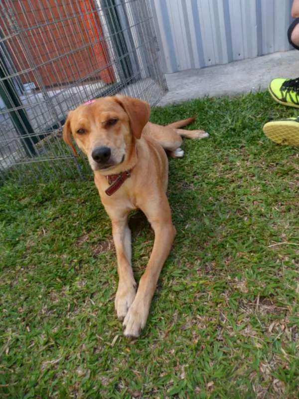 Cachorro ra a SRD idade 1 ano nome Susy