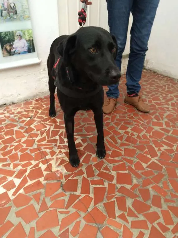 Cachorro ra a SRD idade 2 anos nome Jade