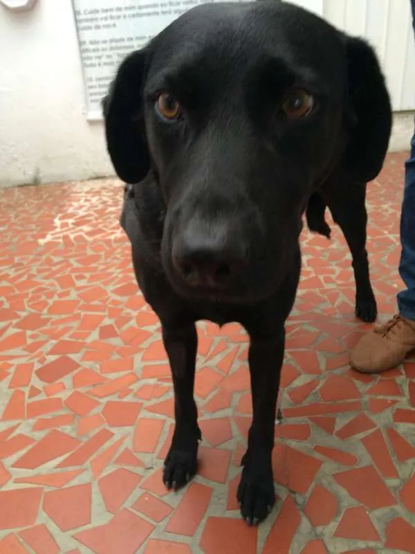 Cachorro ra a SRD idade 2 anos nome Jade